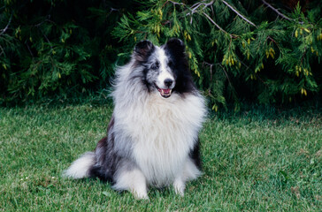 Sheltie in grass