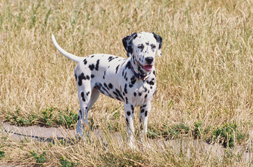 Dalmatian in grass