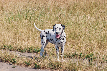 Dalmatian in grass