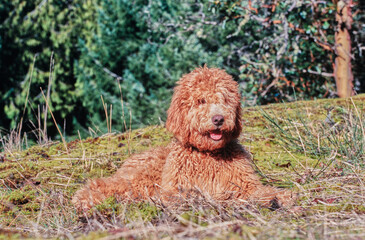A Labradoodle on moss covered ground