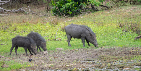 Wild boars family grazing close to a mud puddle. Three wild boars were spotted in Yala national park.