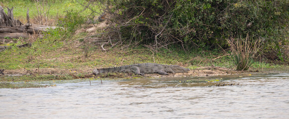 Huge marsh crocodile resting on the lake shore.