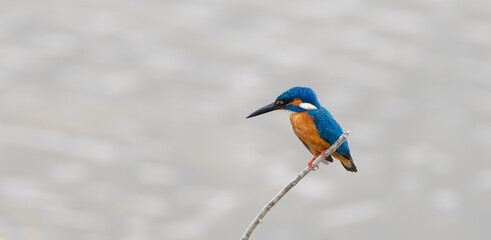 Cute little common kingfisher (Alcedo atthis) also known as Eurasian kingfisher or river kingfisher perch on a stick close up photograph.
