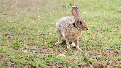 Indian Hare close-up profile photograph, watchful hare on the grass field, long ears up.