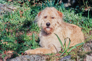 A Labradoodle in grass