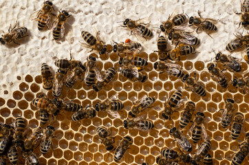 First honey.
This honey is made from flowers of acacia, linden and flowers of meadow plants.
The...