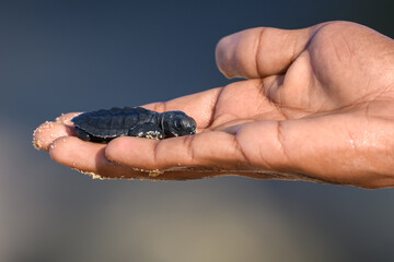 Newborn Cute Olive ridley turtle baby resting on a caring human hand.