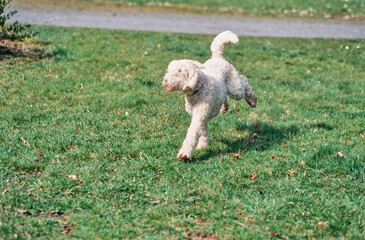 A Labradoodle on grass