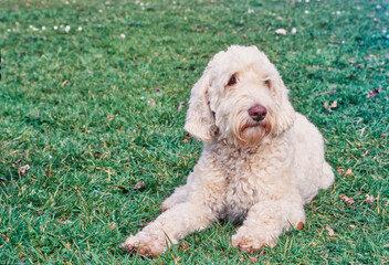 A Labradoodle on grass