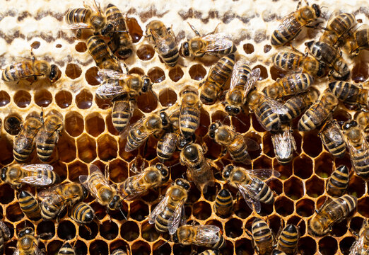 Life and reproduction of bees.
Queen Bee lays eggs in honeycombs.
