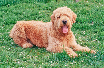 Fototapeta premium A Labradoodle on grass
