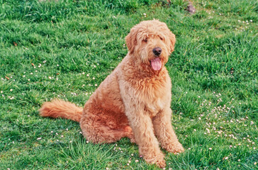 A Labradoodle on grass