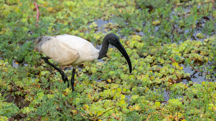Black-headed ibis searching for food in marshes among the vegetation.