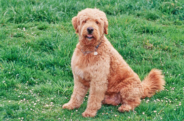 A Labradoodle on grass