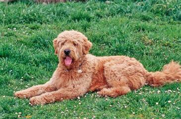 A Labradoodle on grass
