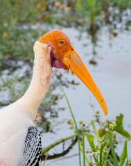 Painted stork bird close-up headshot photograph. Isolated beautiful bird near the marshes in Yala national park. Orange color head and long beak.