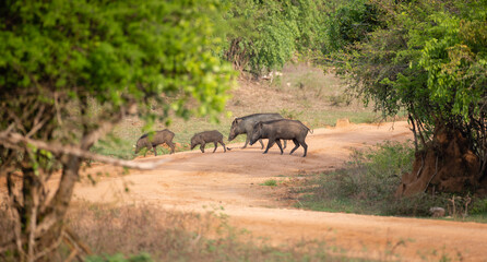 Naklejka na ściany i meble Group of wild boars crossing the gravel path in the Yala national park. A sounder of wild boars foraging on the Yala national park.