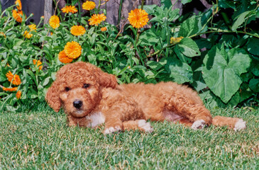 A Labradoodle puppy on grass