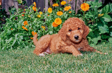 A Labradoodle puppy on grass