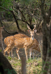 Naklejka na ściany i meble Alpha male of the Ceylon spotted deer herd on high alert. Yala national park.