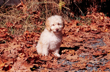 A Labradoodle puppy in leaves