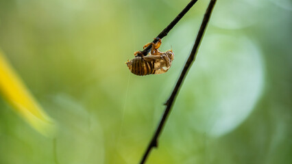 Empty Cicada exoskeleton shell hanging on a tree branch, isolated against green bokeh background,