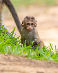 Cute playful toque macaque baby on the grass looking at the camera. Close-up wildlife portraiture photograph.