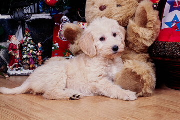 A Labradoodle puppy under a Christmas tree