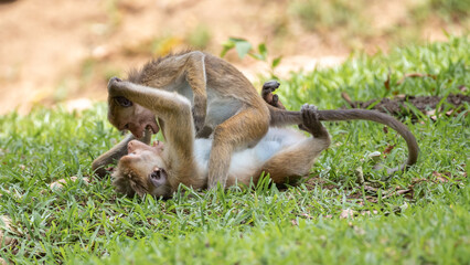 Young Toque macaque siblings play-fighting on the ground. Wrestle on the grass, on top of each...