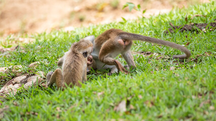 Young Toque macaque siblings play-fighting on the ground. Wrestle on the grass.