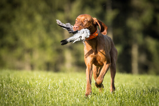 Jagdhundetraining, Jagdhundeausbildung, Vizsla, Vorstehhund