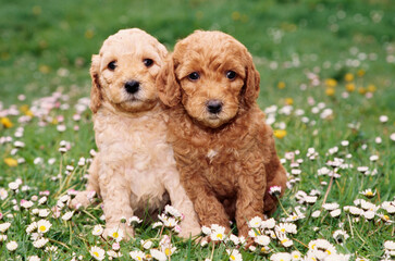 Two Labradoodle puppies in grass
