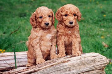 Two Labradoodle puppies on a log