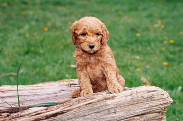 A Labradoodle puppy on a log