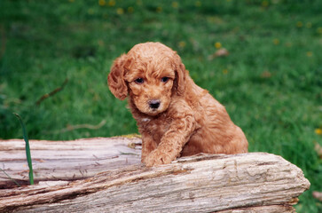 A Labradoodle puppy on a log