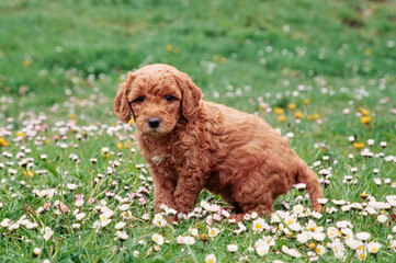 A Labradoodle puppy in grass