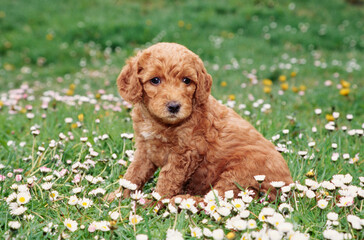 A Labradoodle puppy in grass