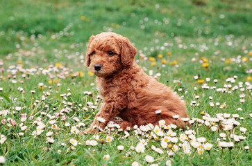 A Labradoodle puppy in grass