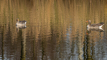 Zwei Graugänse auf einem See!
