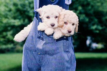 Two Labradoodle puppies in a pair of overalls