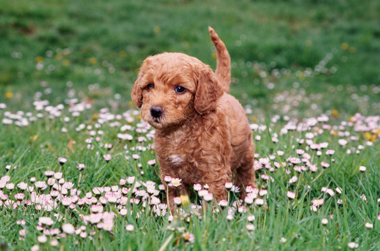 A Labradoodle puppy in grass