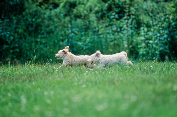 Two Labradoodle puppies on grass