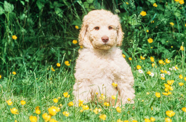 A Labradoodle puppy on grass