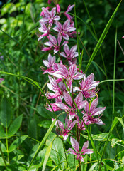 White ash, a perennial plant of the Rutaceae family, the beginning of the summer season, the flowering period in nature on warm sunny days.