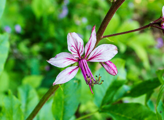 White ash, a perennial plant of the Rutaceae family, the beginning of the summer season, the flowering period in nature on warm sunny days.