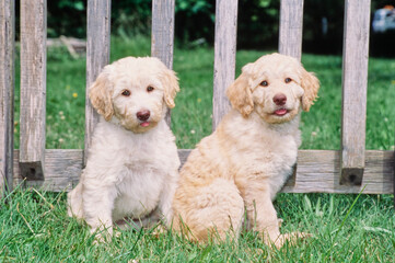 Two Labradoodle puppies in grass