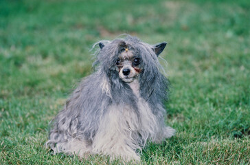 A Chinese crested hairless dog on grass
