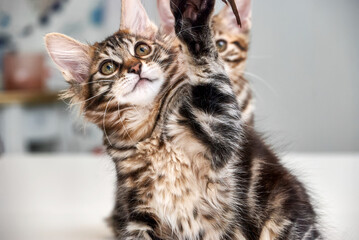 Cute domestic kittens with big ears play together at home. Adorable striped animals sit in light room on blurred background close view