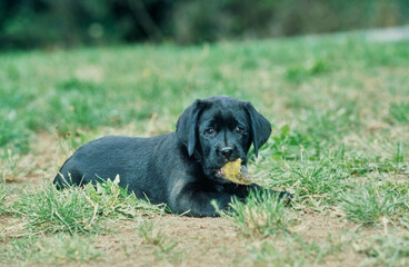 Black lab puppy in grass chewing ball piece