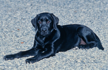 Young black lab laying on gravel